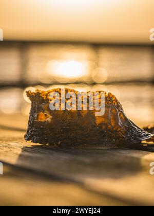 Mentre il sole tramonta, la sua luce dorata splende attraverso un pezzo di alghe che riposa su un molo di legno in Svezia. Le calde tonalità creano un'atmosfera serena Foto Stock