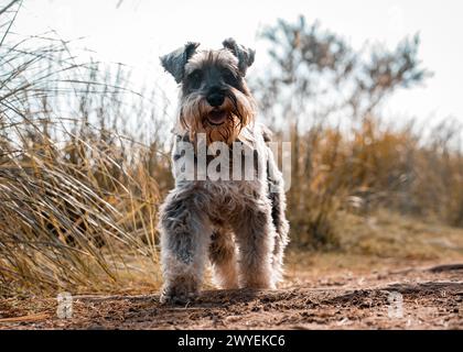 Uno Schnauzer che cammina all'aperto in una giornata di sole Foto Stock
