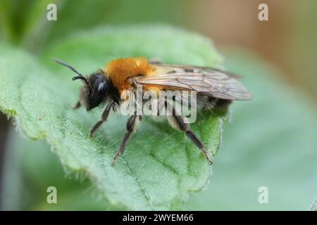 Primo piano naturale su una miniera di colore grigio femminile, Andrena nitida, con un'abbondante crescita di capelli dovuta al parassita Stylops metillae Foto Stock