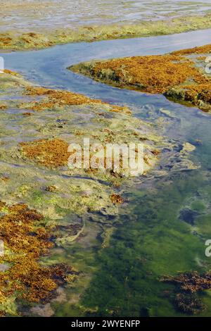 Un torrente di acqua salata coperto da piante acquatiche, alghe marine e alghe su Una palude salata a Low Tide, Pennington Marshes, Keyhaven Regno Unito Foto Stock