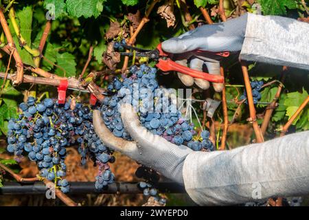 Primo piano delle mani del lavoratore che tagliano uva rossa dalle viti durante la vendemmia. Uva pronta per la raccolta. Fattoria agricola dell'uva Foto Stock