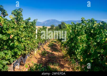 Uva nera che cresce su una vite durante la vendemmia. Foto Stock