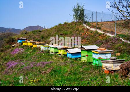 Immagine di alveari in una bella giornata primaverile a Bukmire, nel nord dell'Albania. Foto Stock