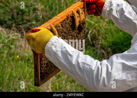 Un apicoltore che tiene una cornice di alveare piena di api sulle mani Foto Stock