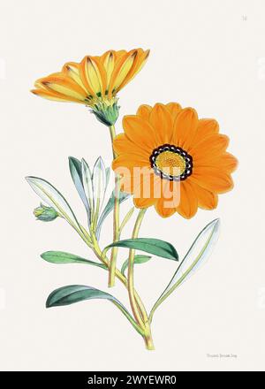 Illustrazione di fiori vintage. Illustrazione del libro del XIX secolo: Squisita rappresentazione ad acquerello di delicati fiori in fiore. Foto Stock