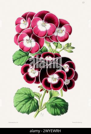 Illustrazione di fiori vintage. Illustrazione del libro del XIX secolo: Squisita rappresentazione ad acquerello di delicati fiori in fiore. Foto Stock