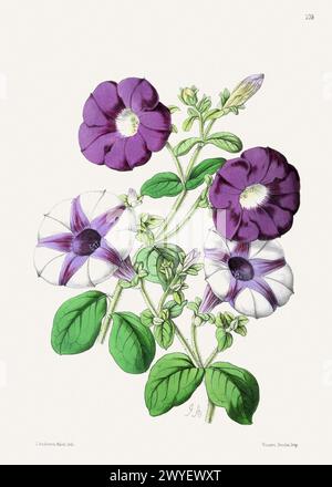 Illustrazione di fiori vintage. Illustrazione del libro del XIX secolo: Squisita rappresentazione ad acquerello di delicati fiori in fiore. Foto Stock