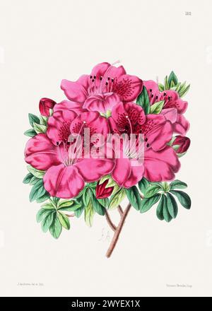 Illustrazione di fiori vintage. Illustrazione del libro del XIX secolo: Squisita rappresentazione ad acquerello di delicati fiori in fiore. Foto Stock