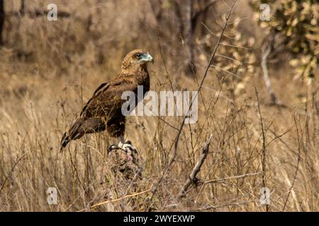Un giovane Bateleur, Terathopius ecaudatus, seduto su un vecchio ceppo d'albero tra le lunghe erbe della savana Foto Stock