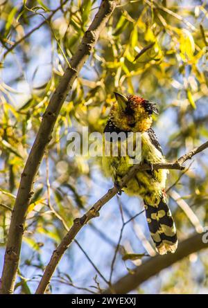 Un curioso Barbet Crested, Trachyphonus Vaillantii, che guarda in basso dal suo appollaiato in un albero nel Parco Nazionale delle Golden Gate Highlands in Sud Africa Foto Stock