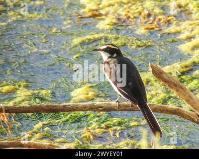 Una coda d'ape africana, arroccata su un bastone morto nel bosco fluviale vicino al fiume Orange, fotografata nel Parco Nazionale di Richtersveld, quindi Foto Stock