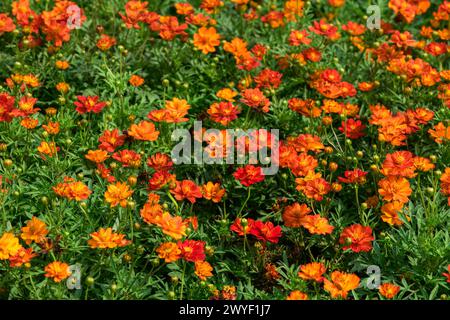 Cosmos allo zolfo o Cosmos all'arancia che si mescolano in giardino. concetto di fondo floreale Foto Stock