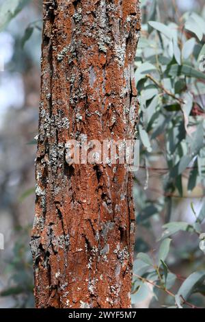 Primo piano della corteccia della nativa australiana Mugga Red Ironbark Eucalyptus sideroxylon, famiglia Myrtaceae. Legno duro utilizzato per legno, costruzioni pesanti Foto Stock