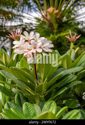 Splendidi fiori di plumeria rosa e bianca adornano gli alberi dell'isola di Kauai, Hawaii, Stati Uniti Foto Stock