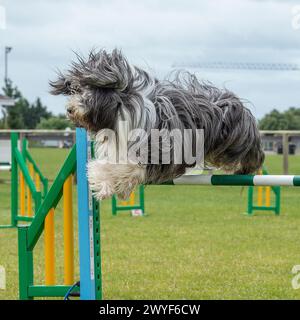 cane da collie barbuto in competizione per agilità Foto Stock