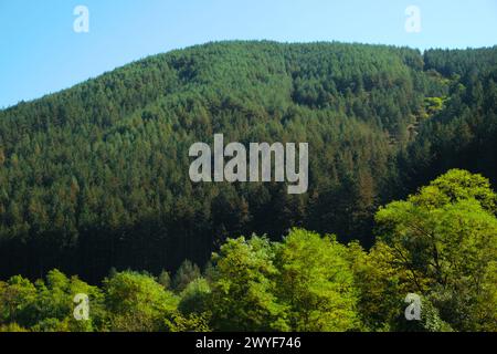 Luce solare su una foresta di conifere che copre le montagne della Serbia centrale occidentale Foto Stock