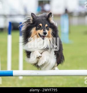 il cane da pastore delle shetland gareggia per agilità Foto Stock