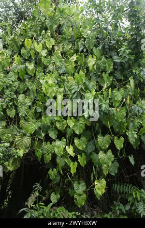 Arrowhead Plant, Syngonium macrophyllum, Araceae. Vite che cresce su un albero. Costa Rica. Il Syngonium è un genere di piante da fiore della famiglia delle Araceae, Foto Stock
