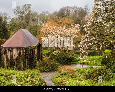 Fioritura della primavera bianca di Prunus 'Tai Haku' e Magnolia x loebneri 'Merrill' presso la casa estiva con giardino murato presso la Garden House, Devon Foto Stock