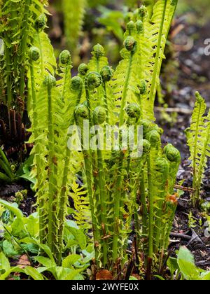 Crogioli della felce dura di struzzo, Matteuccia struthiopteris, all'inizio della primavera Foto Stock