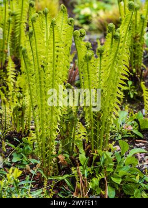 Crogioli della felce dura di struzzo, Matteuccia struthiopteris, all'inizio della primavera Foto Stock