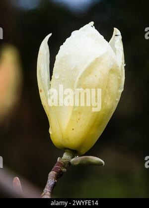 Fiore giallo pallido dell'ibrido, albero primaverile in fiore magnolia, Magnolia 'Daybreak' x 'Gold Cup' Foto Stock