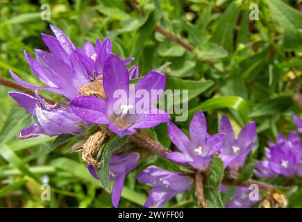 Campanula glomerata fiori viola. Campanello raggruppato o pianta del sangue di Dane vicino a Las Caldas, Asturias, Spagna Foto Stock