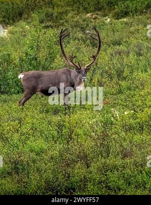 Caribou, rangifer tarandus, a Denali Park, Healy, AK. Foto Stock