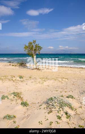 Splendida spiaggia di Marmari con sabbia dorata e acque color smeraldo. Isola di Kos, Grecia Foto Stock