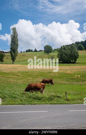 Mucche che pascolano in un alpeggio vicino a Megève in estate, alta Savoia, Alvernia-Rodano-Alpi, Francia Foto Stock