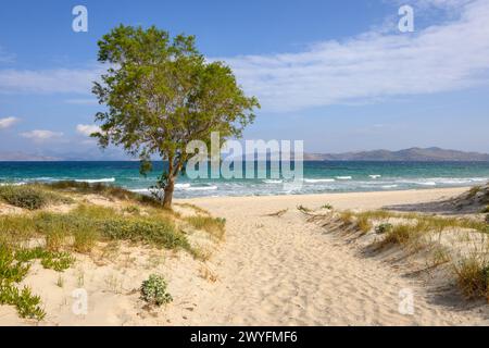 Splendida spiaggia di Marmari con sabbia dorata e acque color smeraldo. Isola di Kos, Grecia Foto Stock