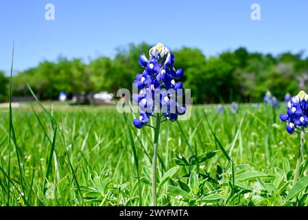 Primo piano di splendidi fiori di Bluebonnet in piena fioritura con cieli soleggiati e alberi sullo sfondo. Foto Stock