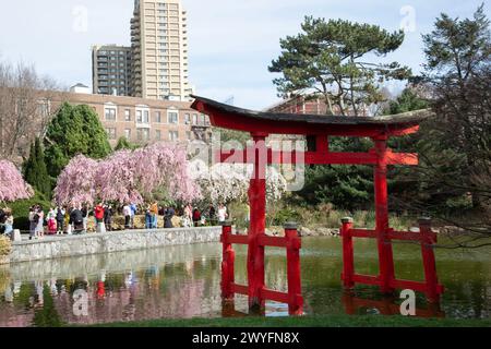 Inizio primavera al Giardino Botanico di Brooklyn la domenica di Pasqua. I visitatori apprezzano le ciliegie Higan in fiore presso il giardino giapponese e lo stagno. Foto Stock