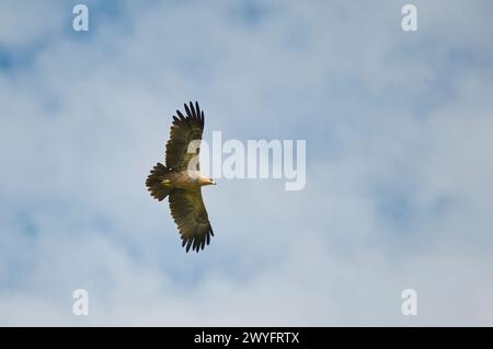 Aquila bruna (Aquila rapax) in volo Foto Stock