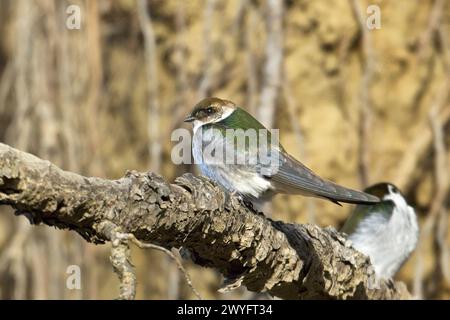 Una graziosa rondine verde viola si trova su un piccolo ramo nel nord dell'Idaho. Foto Stock