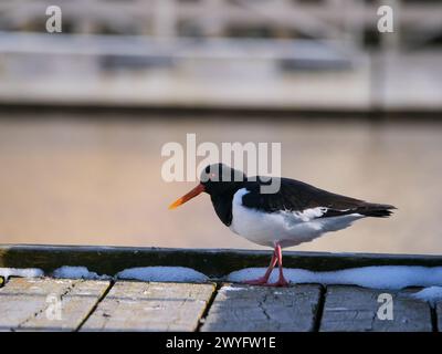 L'oystercatcher eurasiatico (Haematopus ostralegus) che cammina sul molo Foto Stock