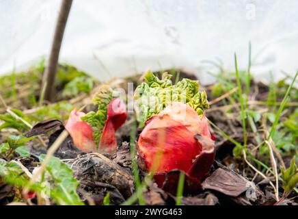 Giovani germogli freschi di rabarbaro dal suolo in primavera all'aperto in giardino, ricoperti di teli di plastica serra per accelerare la crescita con calore. Foto Stock