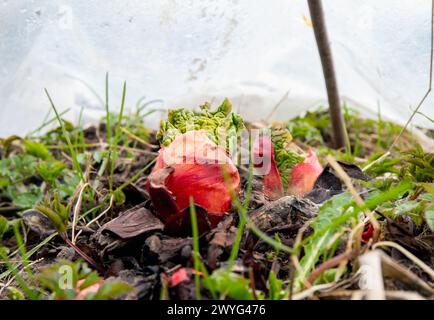 Giovani germogli freschi di rabarbaro dal suolo in primavera all'aperto in giardino, ricoperti di teli di plastica serra per accelerare la crescita con calore. Foto Stock