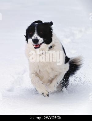 Vista ravvicinata di Un Happy Border Collie Dog che corre in una neve profonda, New Jersey, Stati Uniti Foto Stock