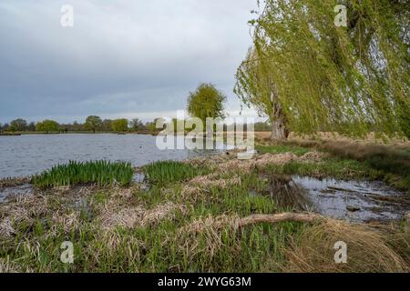 Salice piangente e canne che crescono in primavera Foto Stock