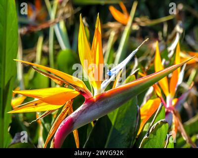 La Strelitzia reginae, conosciuta con i nomi comuni di "uccello del paradiso", è una specie di piante erbacee rizomatose perenni in Brasile Foto Stock