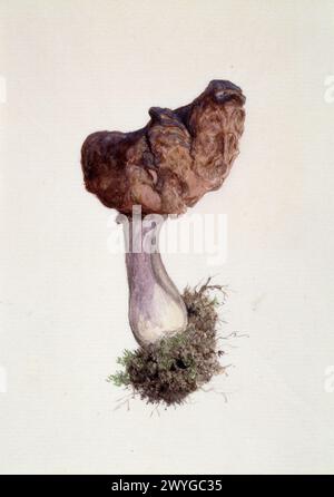 Paragyromitra Infula, comunemente conosciuta come il falso morel incappucciato o la sella dell'elfo. Funghi. Acquerelli d'epoca dipinti intorno al 1900 da William Cornelius Van Horne Foto Stock