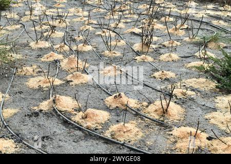 Le radici di rosa sono cosparse di segatura e proteggono dal gelo in inverno Foto Stock