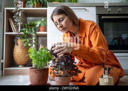 Donna interessata giardiniere che si prende cura delle erbe basiliche che crescono in pentole nella cucina di casa. Amante delle piante. Foto Stock