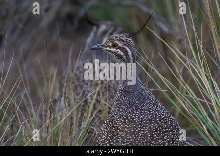 Elegante tinamou crestato, Eudromia elegans, Pampas prateria ambiente, la provincia di la Pampa, Patagonia, Argentina. Foto Stock