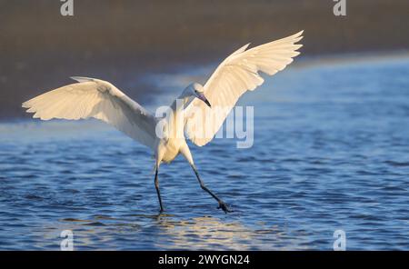 Egret rossastro (Egretta rufescens), morf bianco, caccia nella laguna a fondale stretto sulla costa oceanica, Galveston, Texas, Stati Uniti. Foto Stock