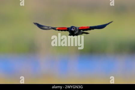 Maschio di uccelli neri con ali rosse (Agelaius phoeniceus) che volano e si esibiscono sulla palude mareale, Galveston, Texas, Stati Uniti. Foto Stock