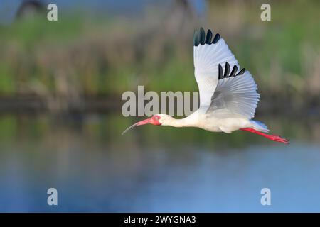 Americano bianco ibis (Eudocimus albus) volare su maree marsh, Galveston, Texas, Stati Uniti d'America. Foto Stock