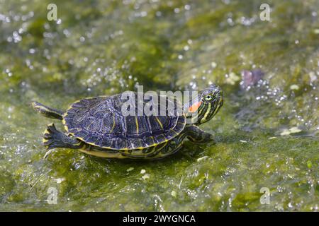 Una juvinile tartaruga di scorrimento dalle orecchie rosse (Trachemys scripta elegans) che prende il sole sulle alghe sulla superficie dell'acqua, Galveston, Texas, Stati Uniti. Foto Stock