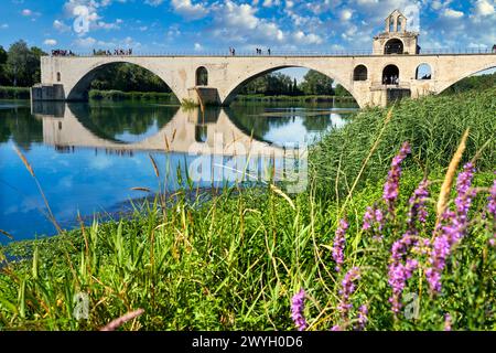 Le Pont Saint Benezet, le Rhône, Avignone, Vaucluse, Provence-Alpes-Côte dAzur, Francia, Europa. Foto Stock